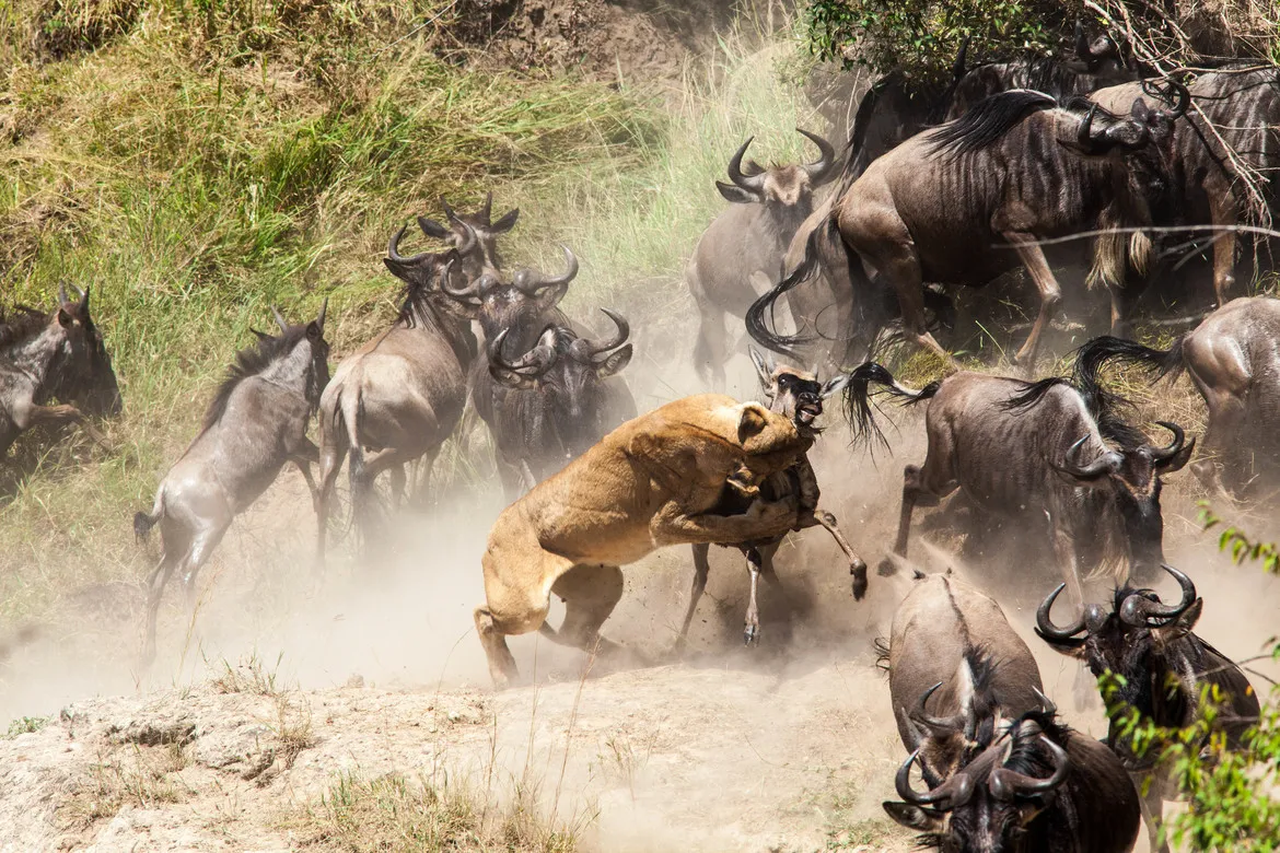 The wildebeest hunt by a lion