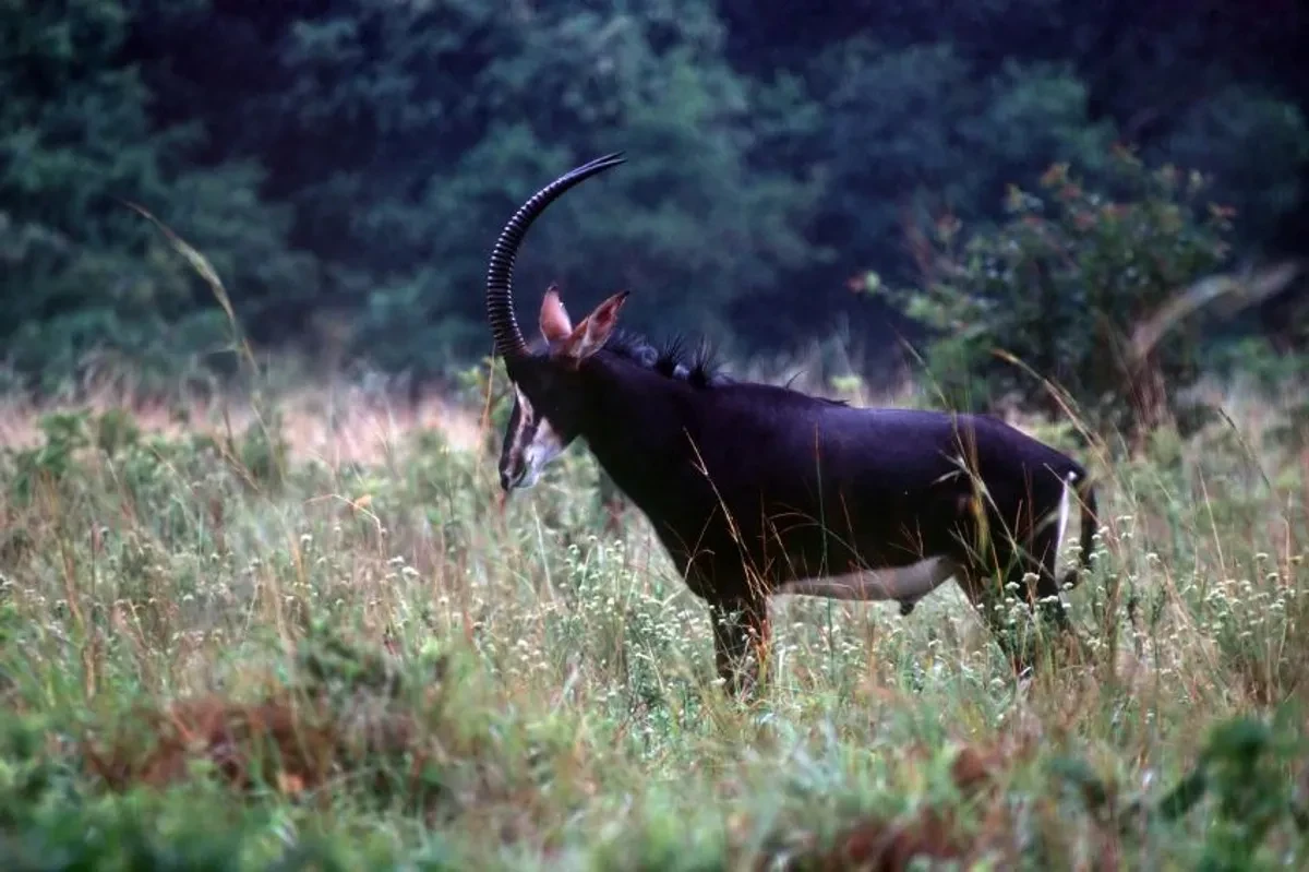 Sable Antelope of Shimba