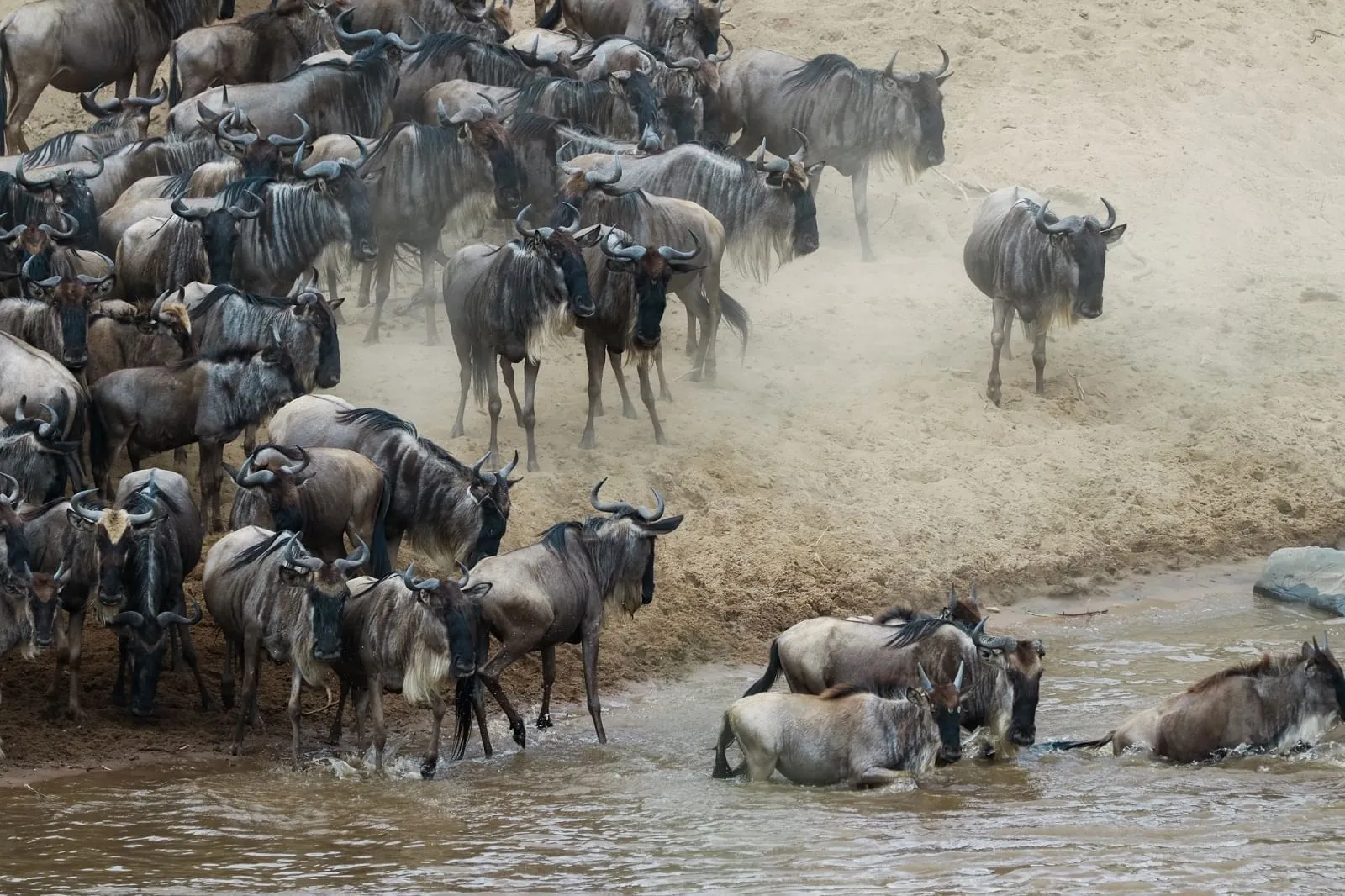 River crossing during migration