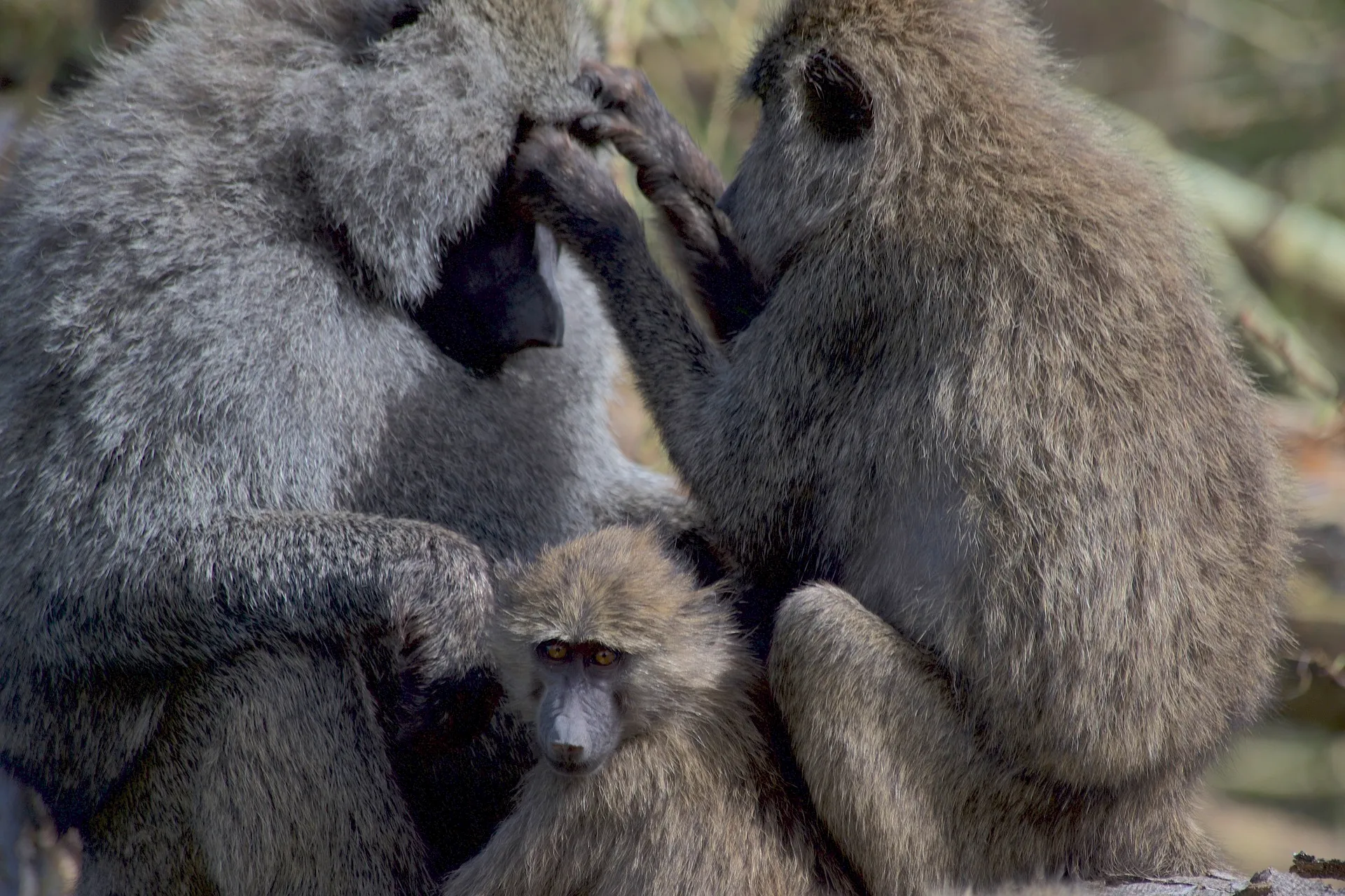 Baboon grooming at Crater