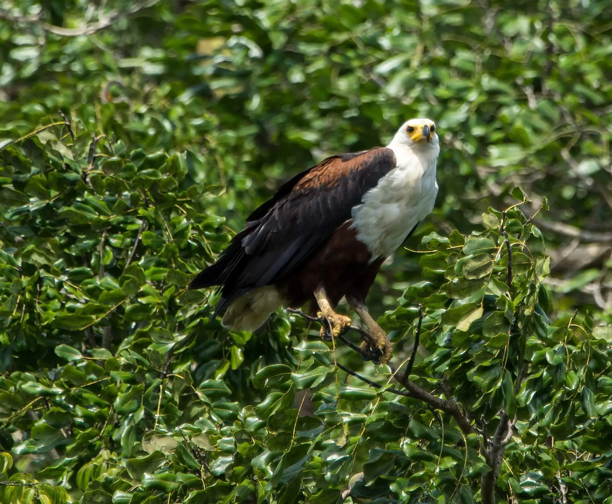 where is shimba hills in kenya - bird