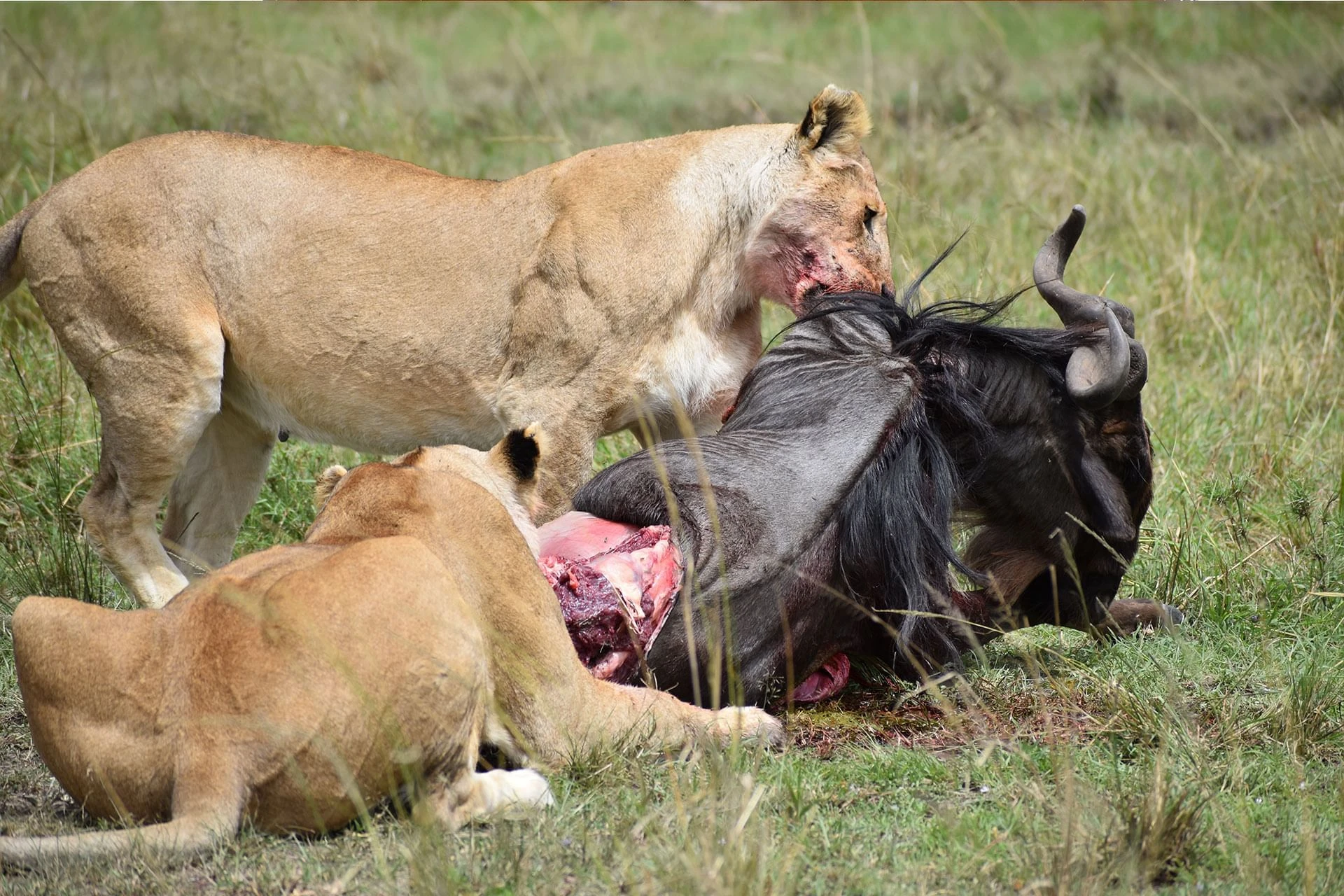 Lionesses feeding on wildebeest