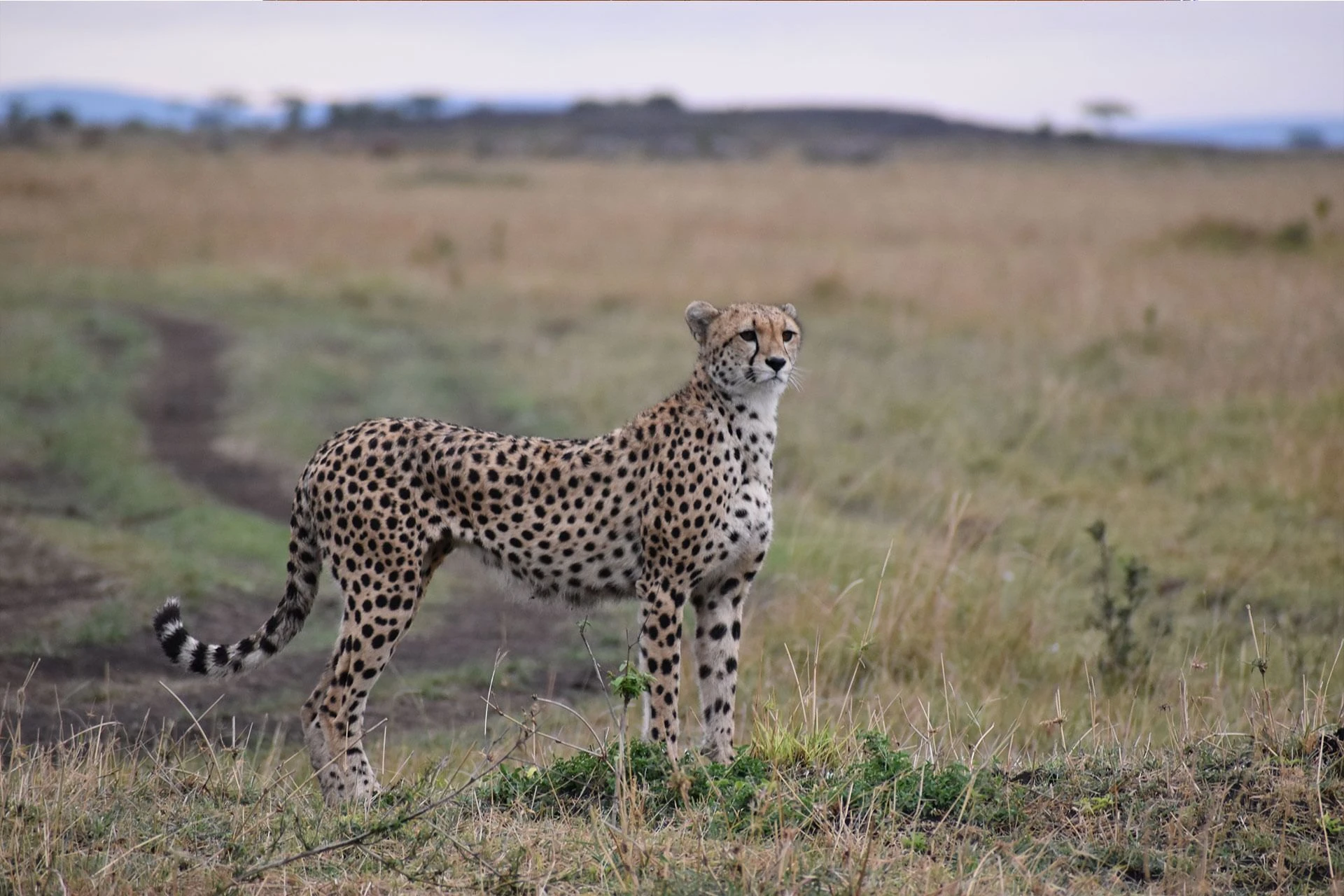 Cheetah at Masai Mara