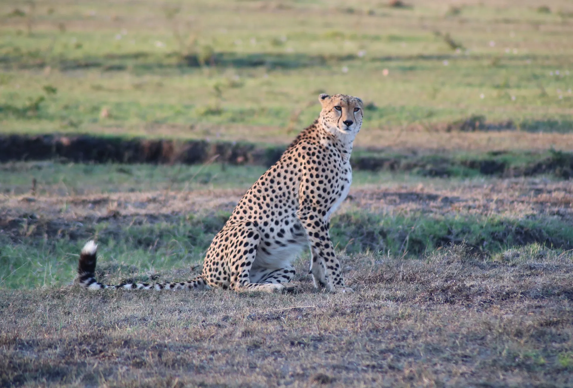 Cheetah resting at Masai Mara