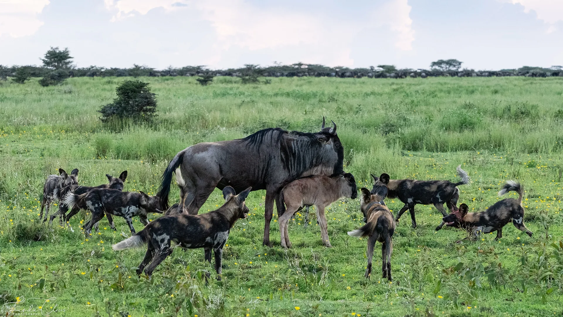 A wildebeest calf under attack from wild dogs