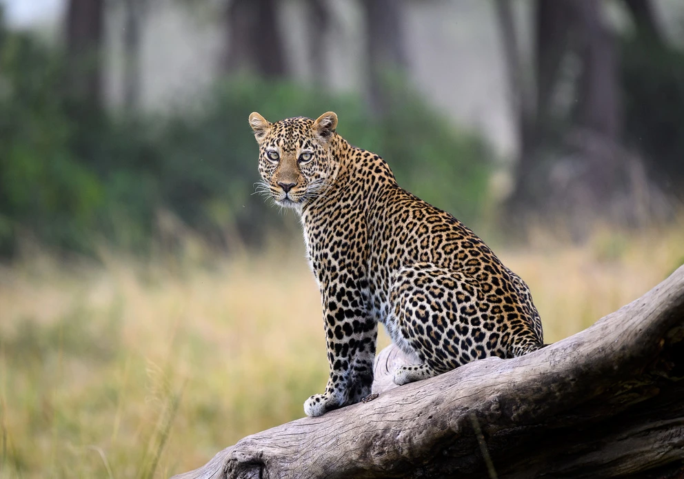 Leopard at Little governors