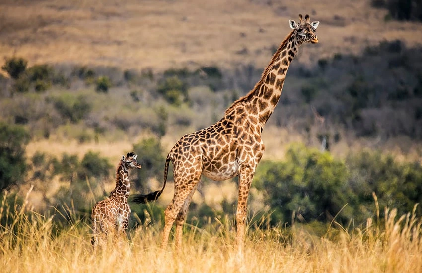 Giraffe at Masai Mara Kenya