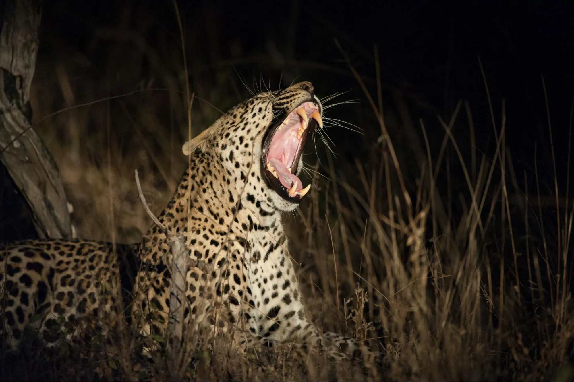 A leopard during a safari in Tanzania