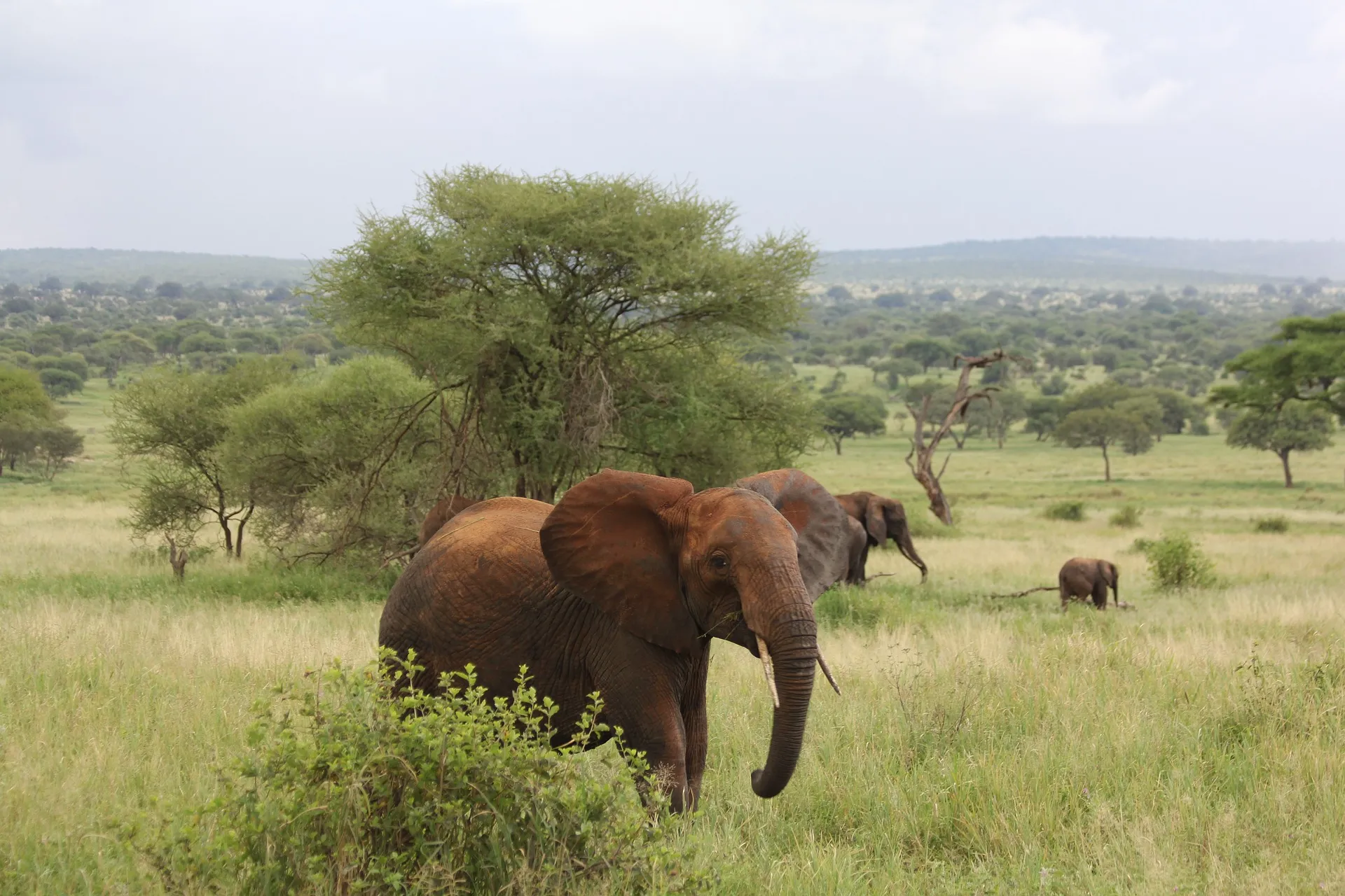 Elephant at Tarangire National Park