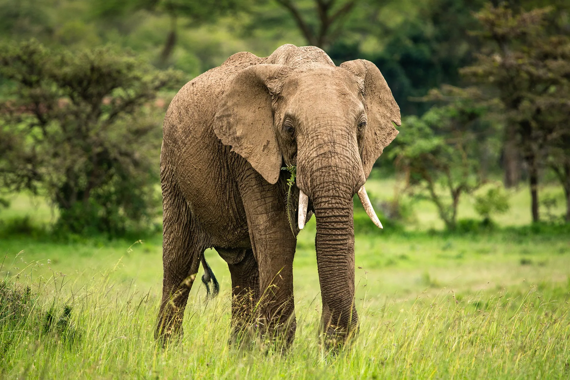 masai mara game reserve location - elephant