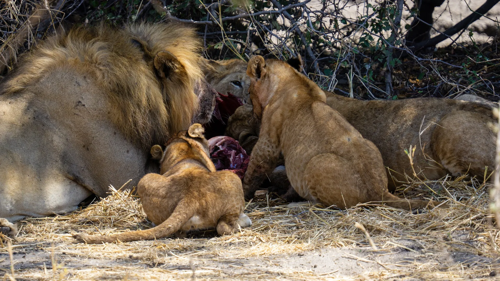 Lion taking a wildebeest kill in north serengeti