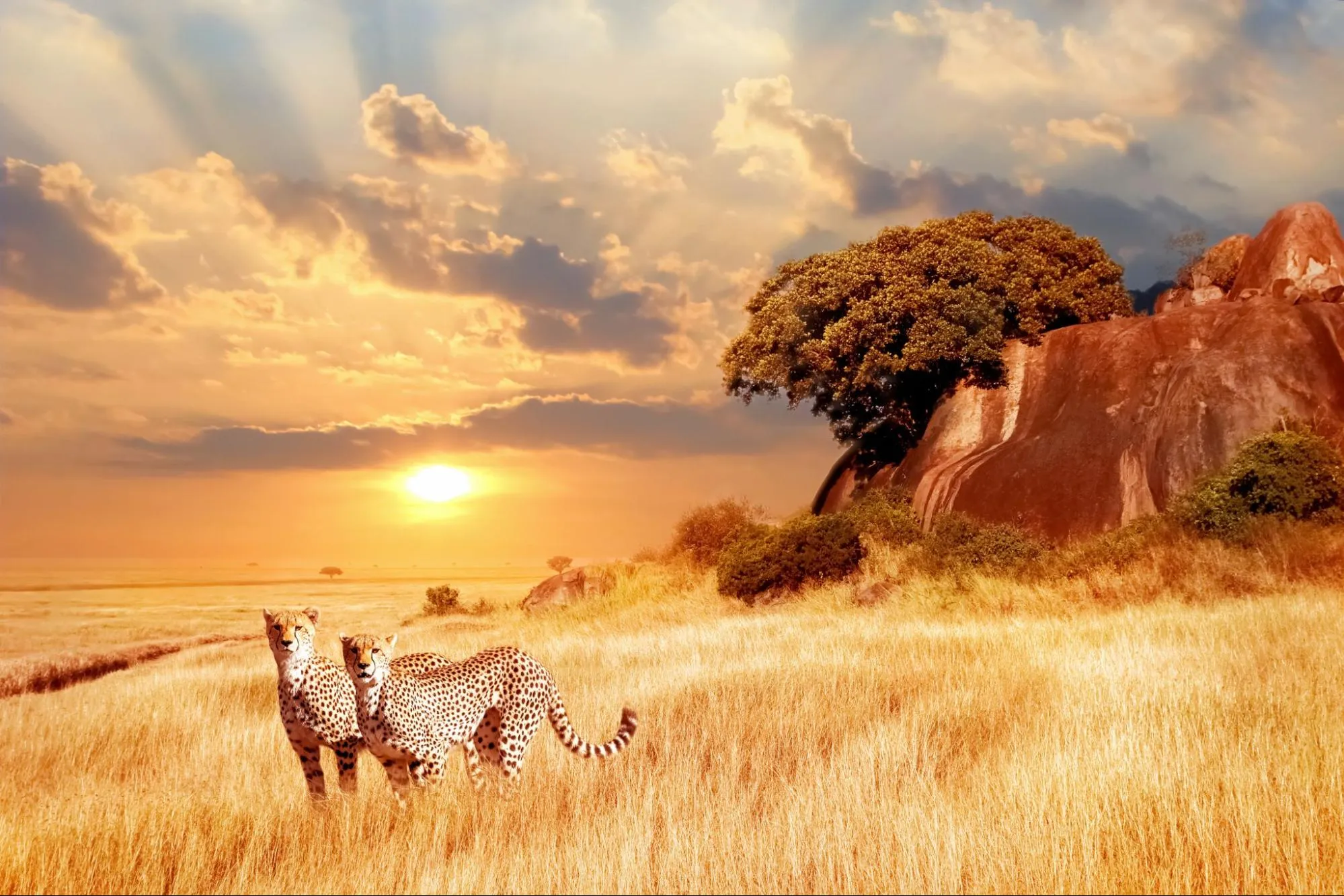 Cheetah during an evening game drive