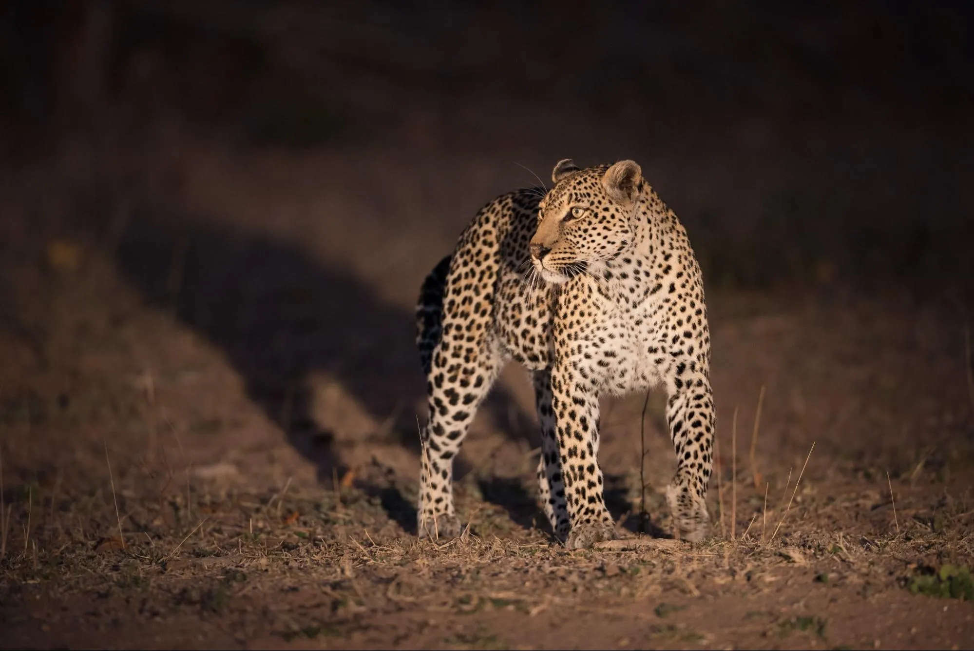 Leopard at night at reserve