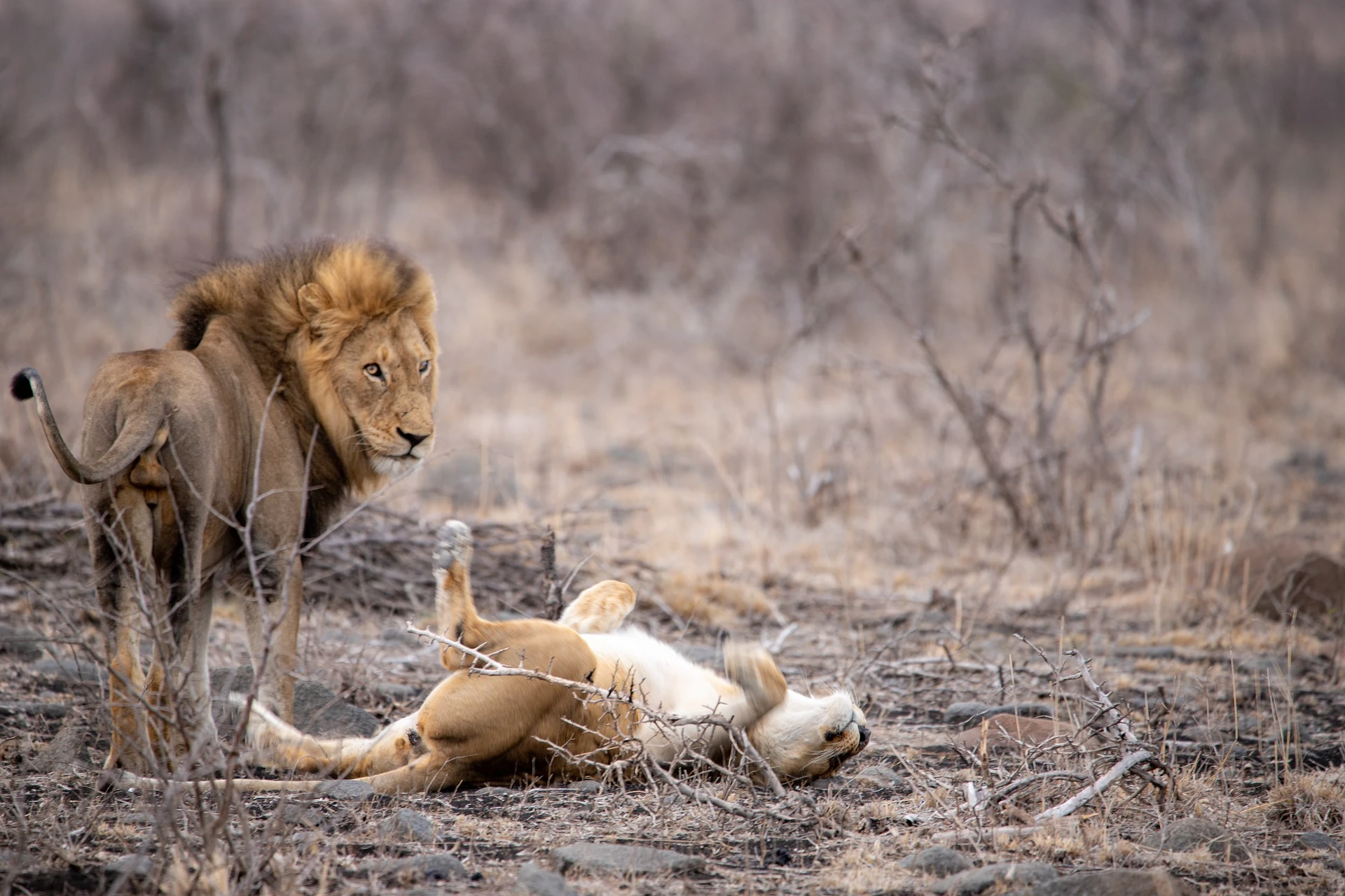 Lion and lioness at Amboseli