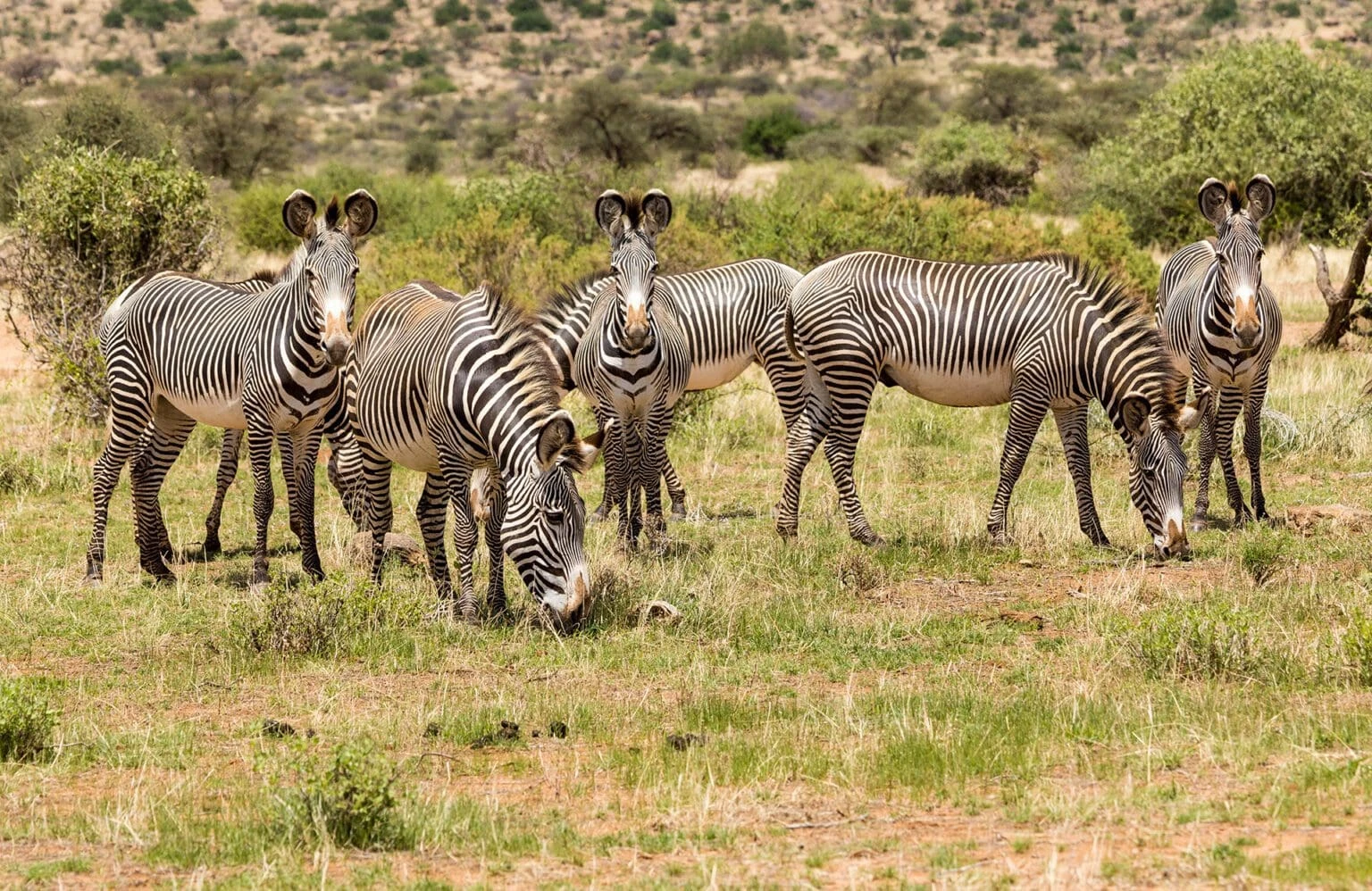 Zebra grazing - maasai mara tours