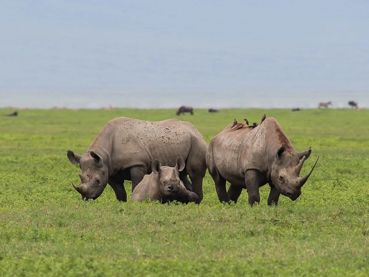 Ngorongoro crater - rhinos