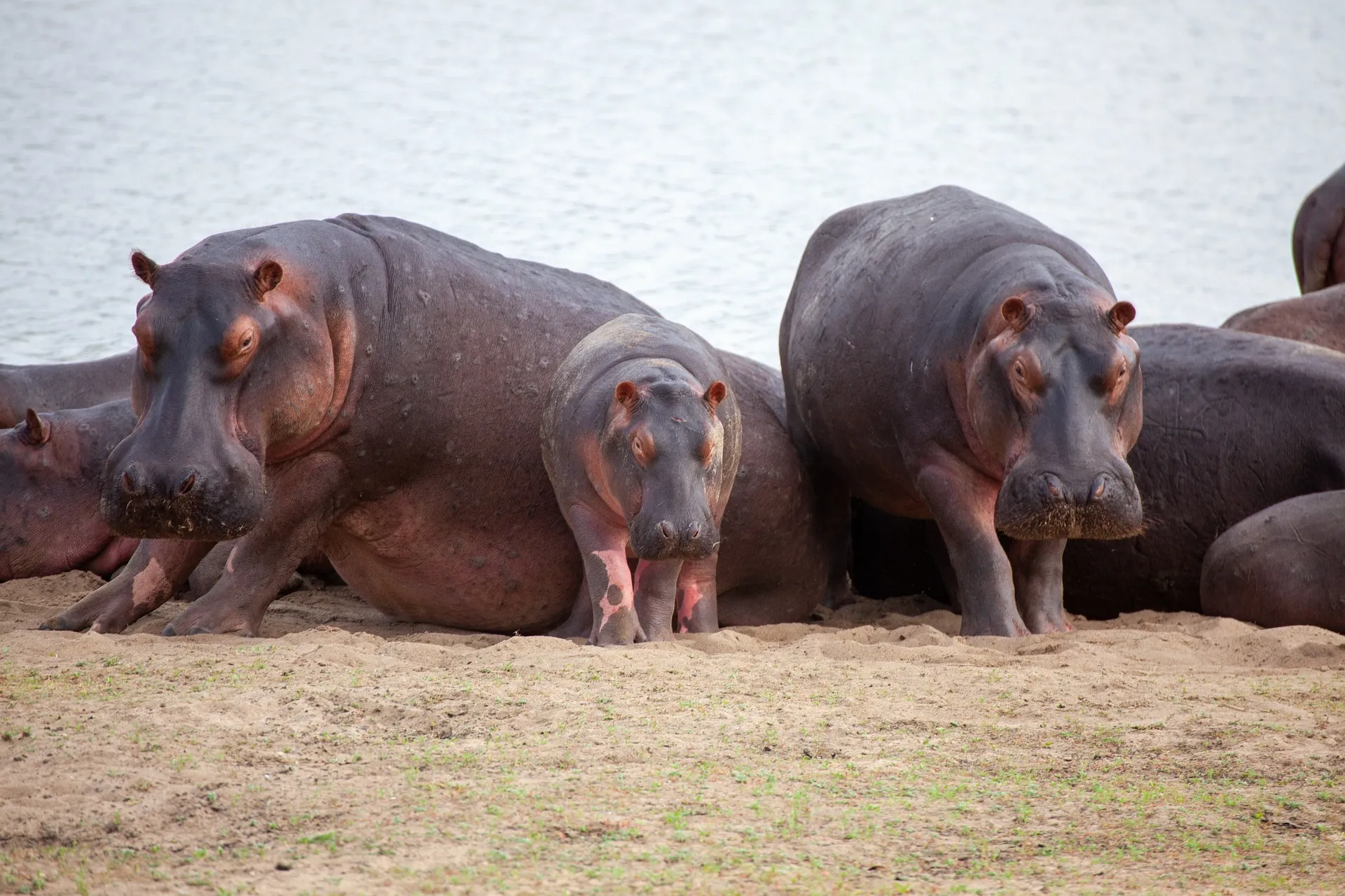 Hippo family resting on the land