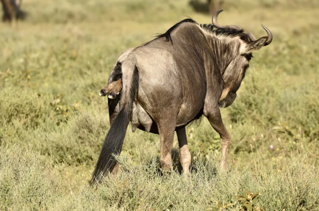 wildebeest giving birth - best time for travel