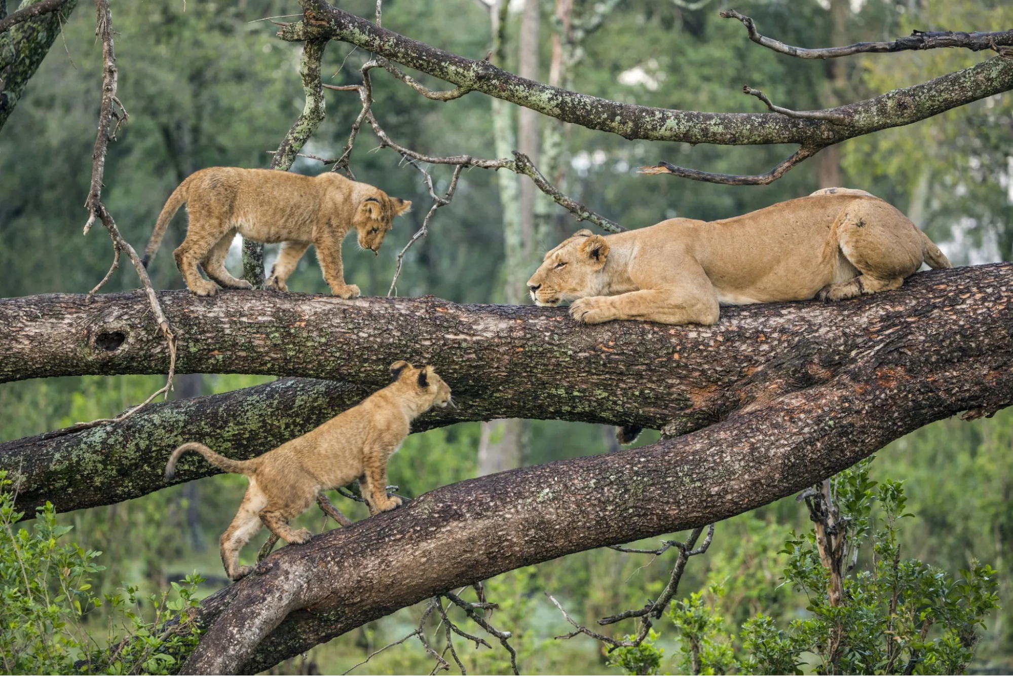 Lions at Lake Manyara National Park