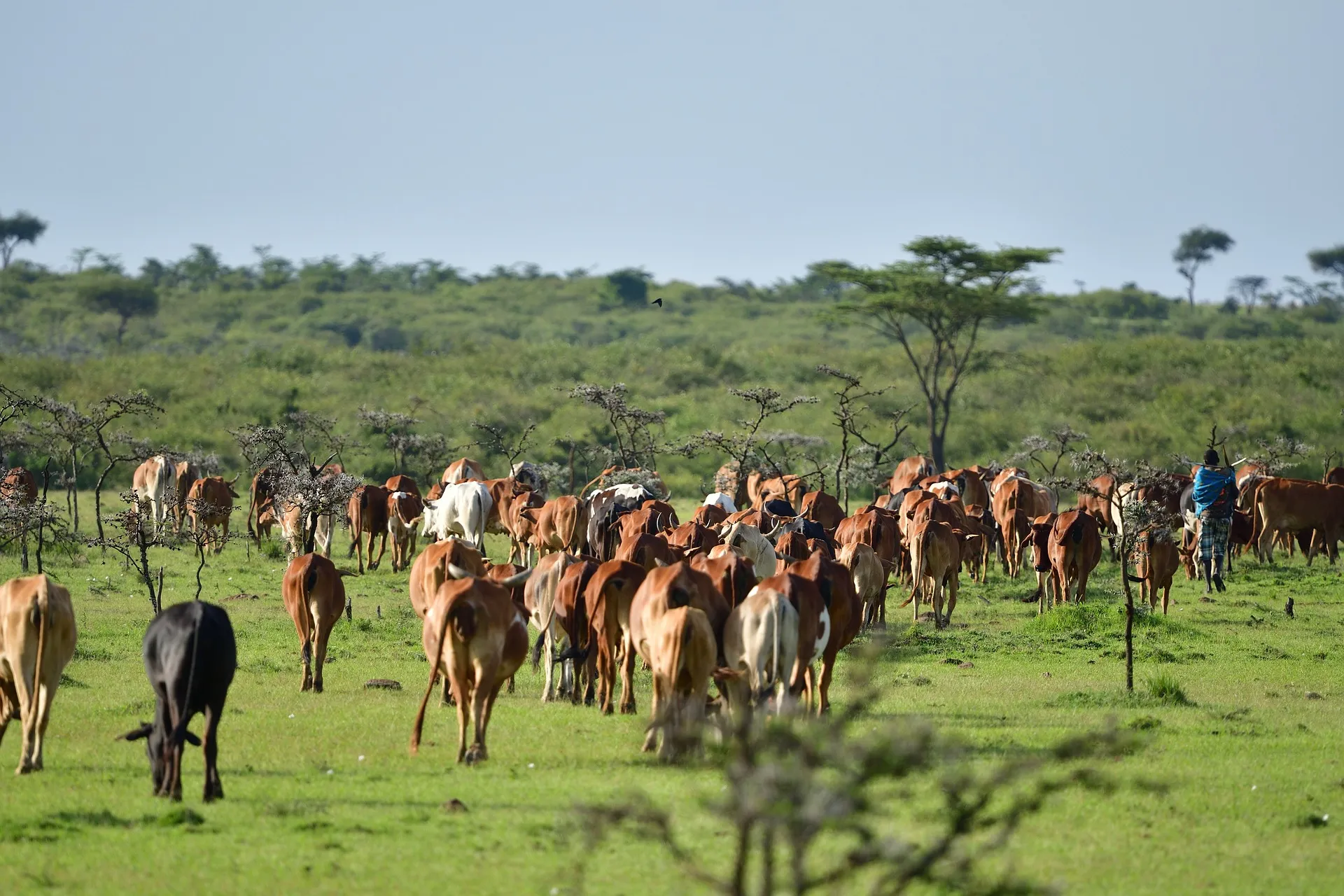 livestock grazing at Masai Mara