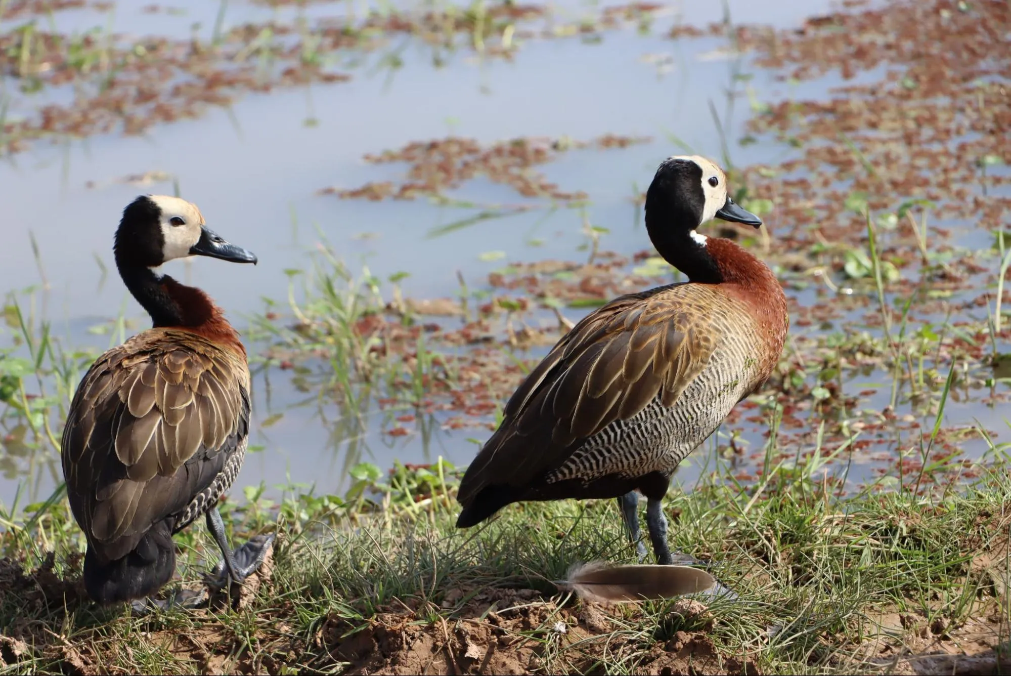 game drives in Kenya - bird