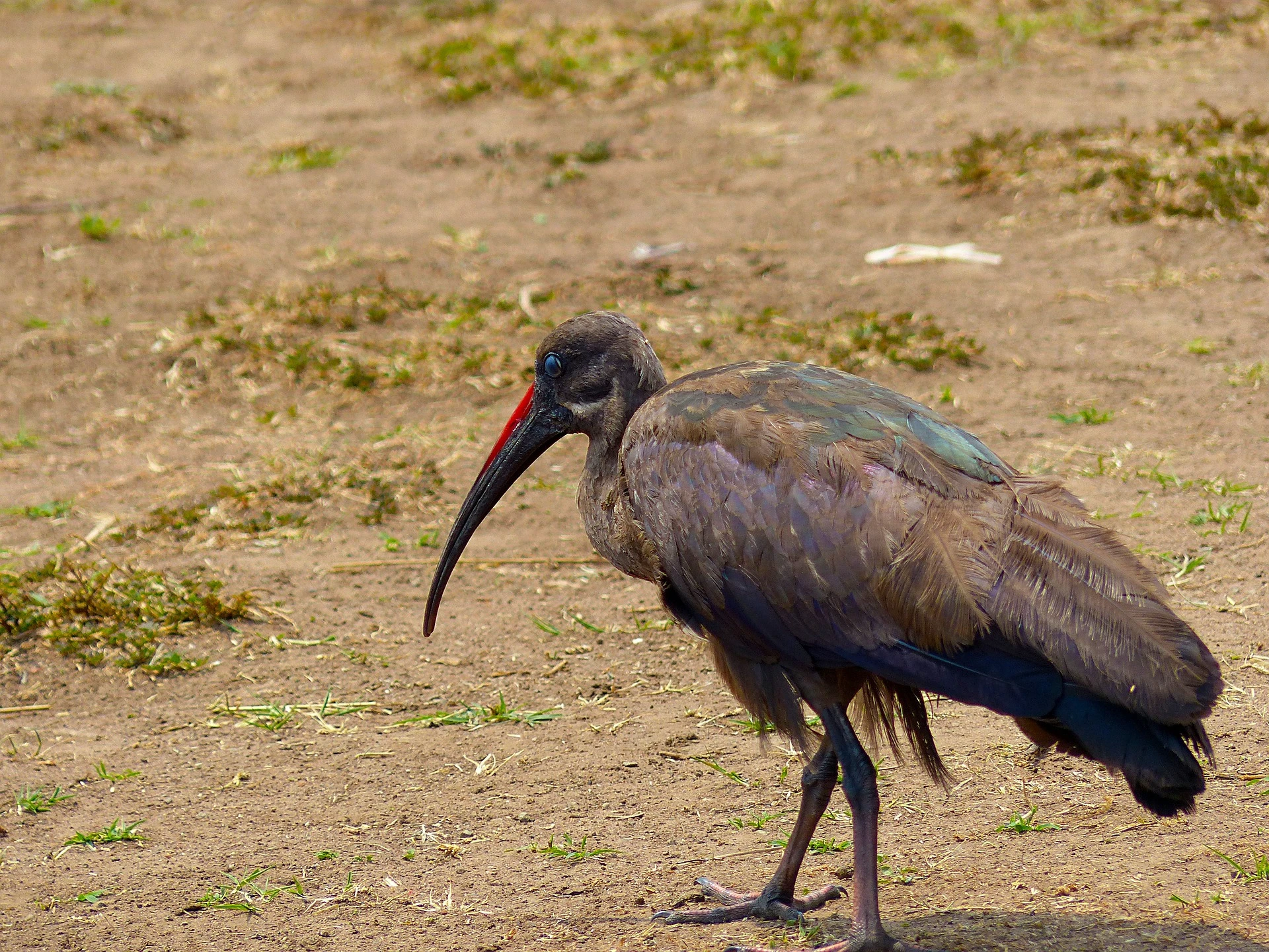 Hadda Ibis bird - Kenya