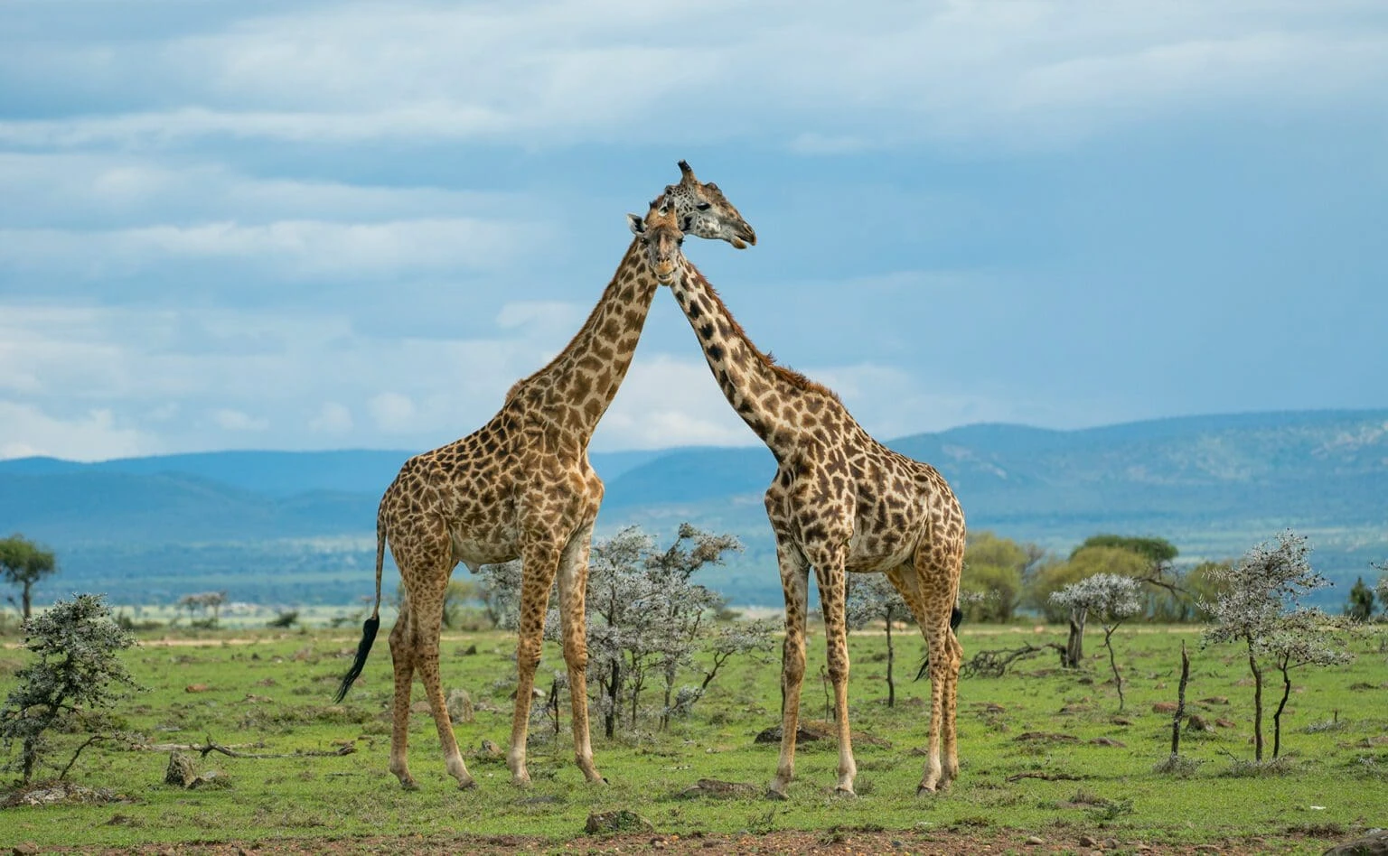 masai mara game drive cost - giraffes at Mara