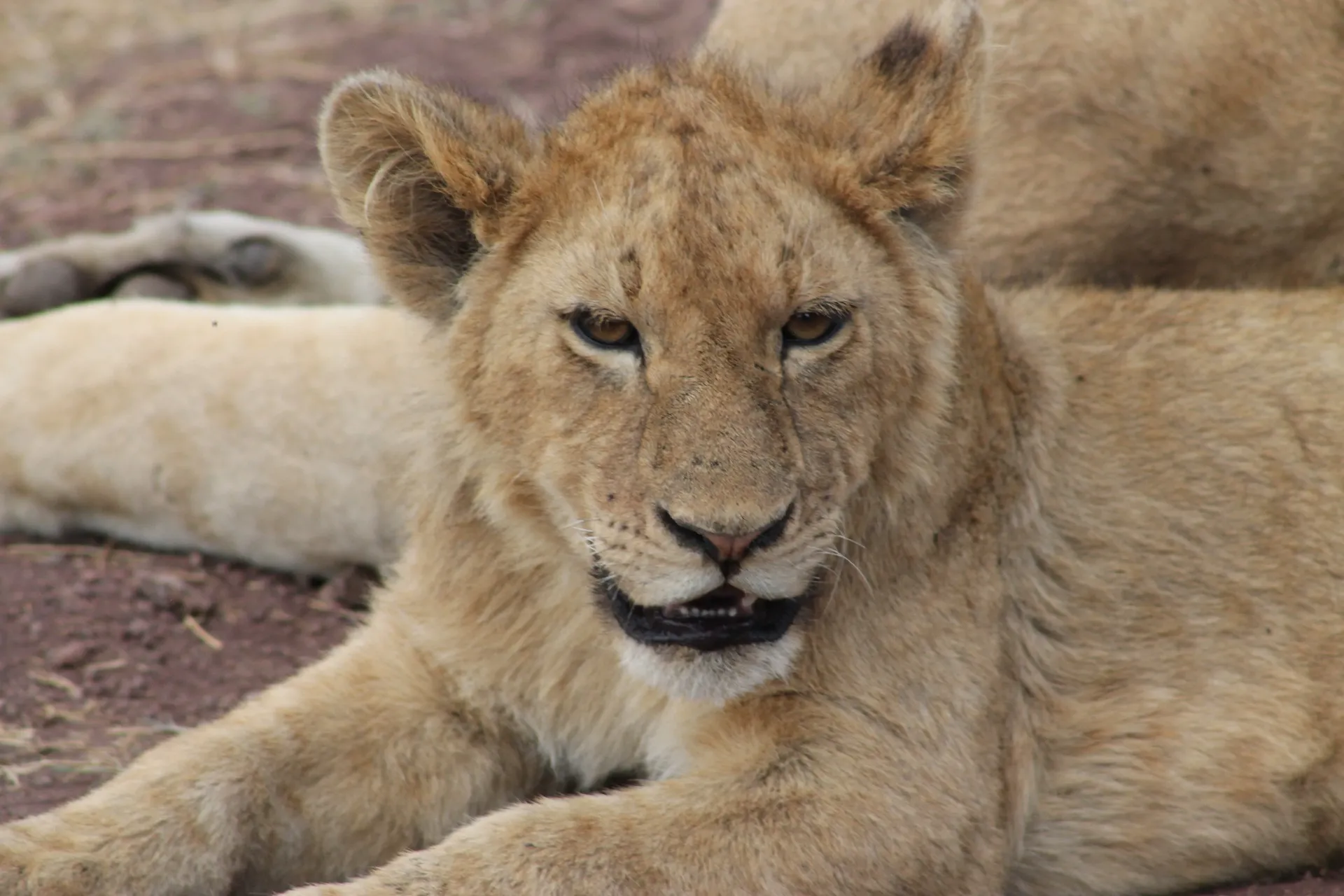 a young lion resting at the savannah