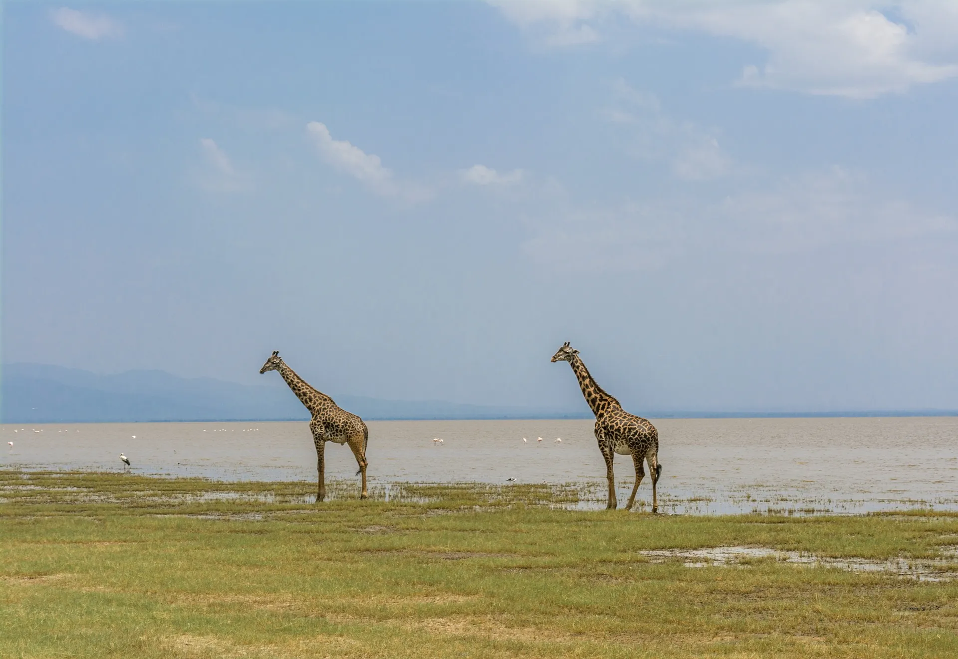 Giraffe at Lake Manyara