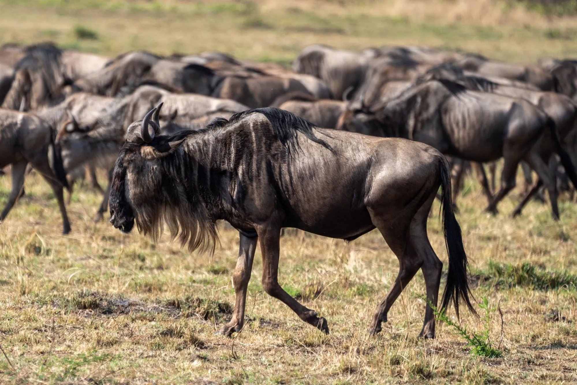 Migration of wildebeest in Serengeti Tanzania