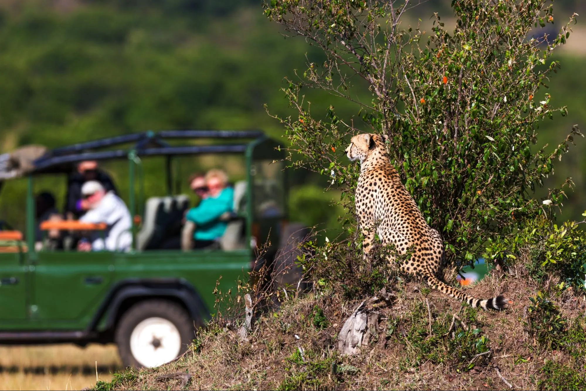 Cheetah on the lookout