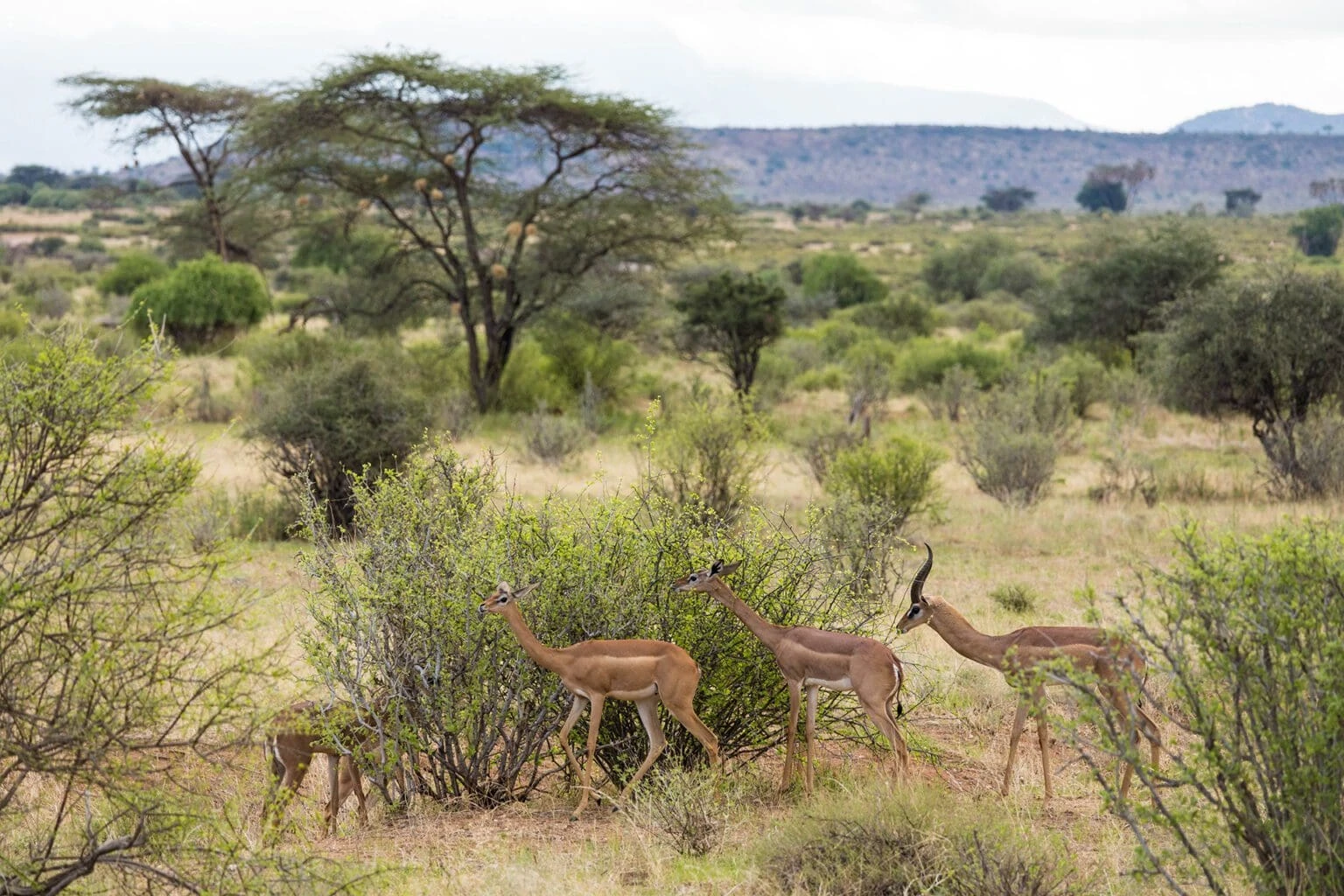 antelopes at Masai Mara