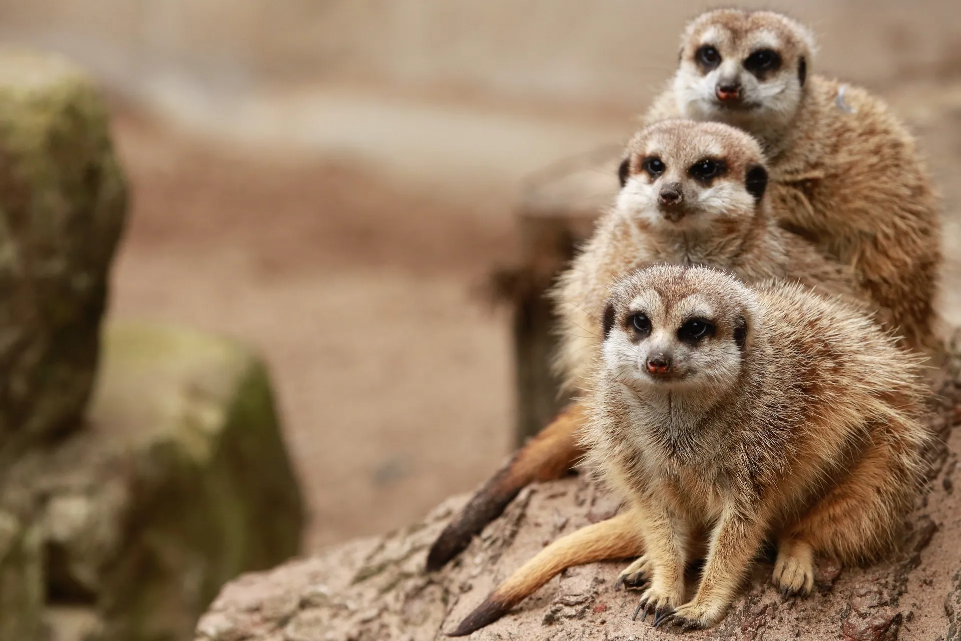 Meerkat family resting