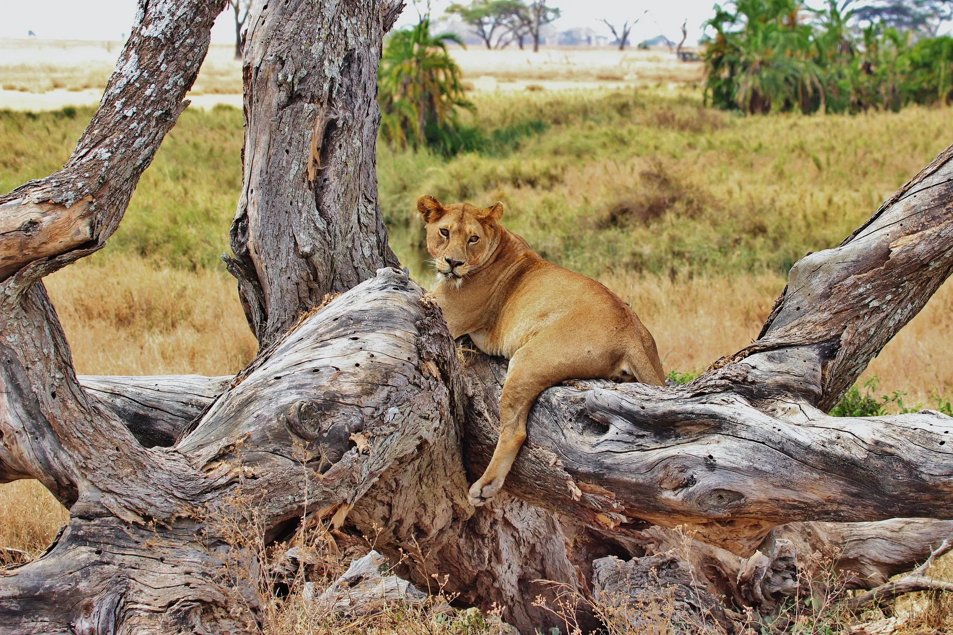 best time to travel to Tanzania - lion