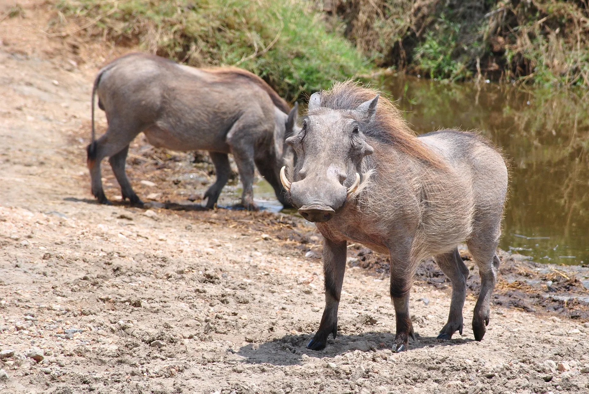 Pumba near waterhole at Serengeti