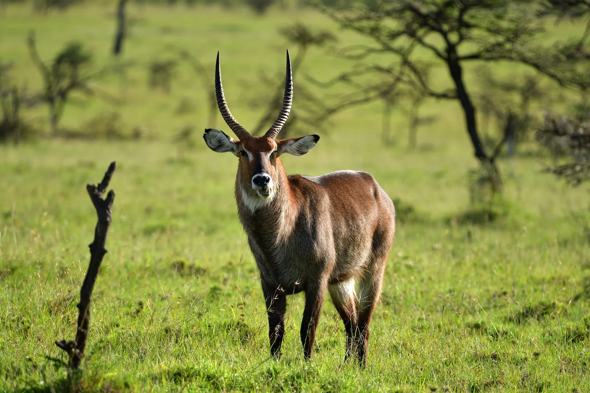 Waterbuck - where is masai mara national park located