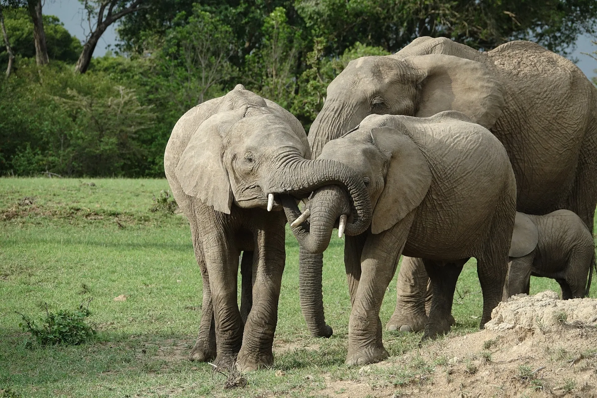 Elephants at the park