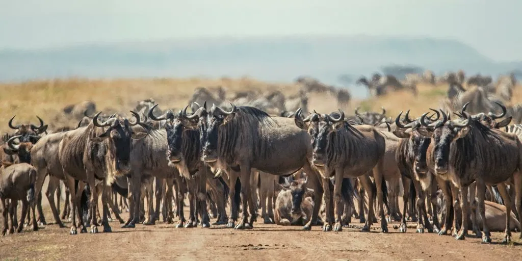 wildebeest migration taking the journey