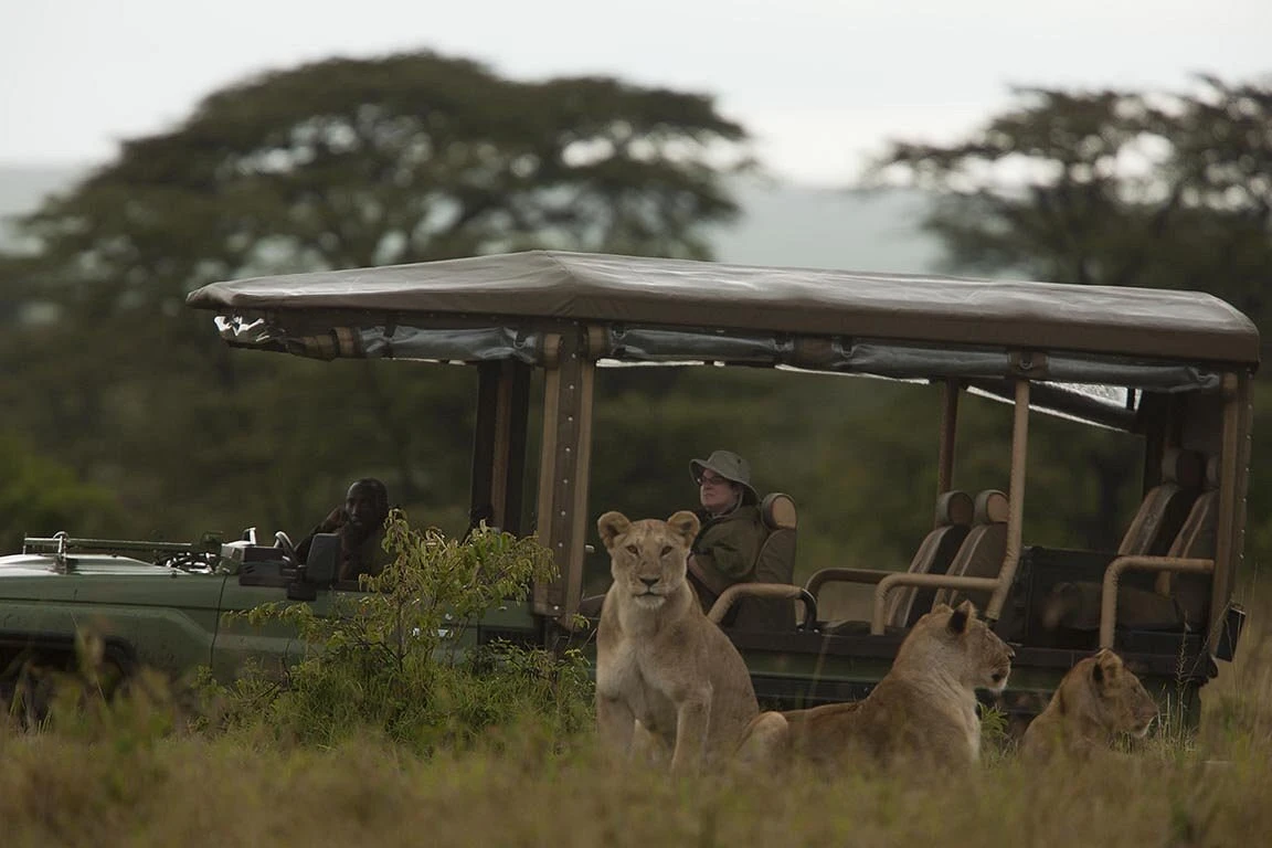 Game drives at Mara Plains Camp