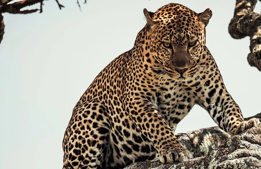 a leopard in Kenya