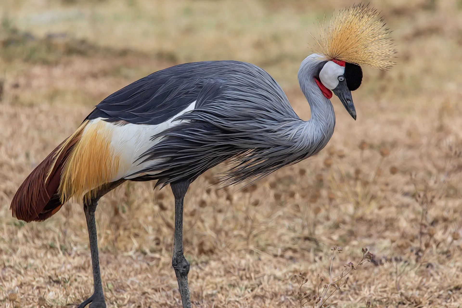 Grey crowned bird at ngorongoro