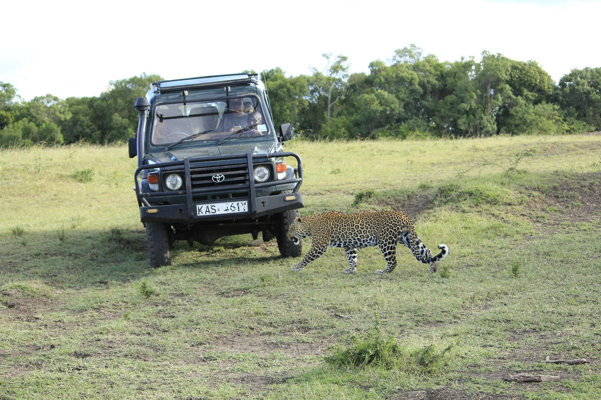 Leopard at Masai Mara