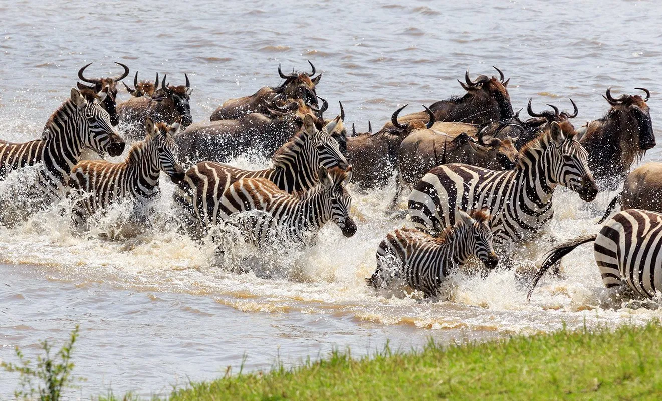 Grumet river crossing in Tanzania