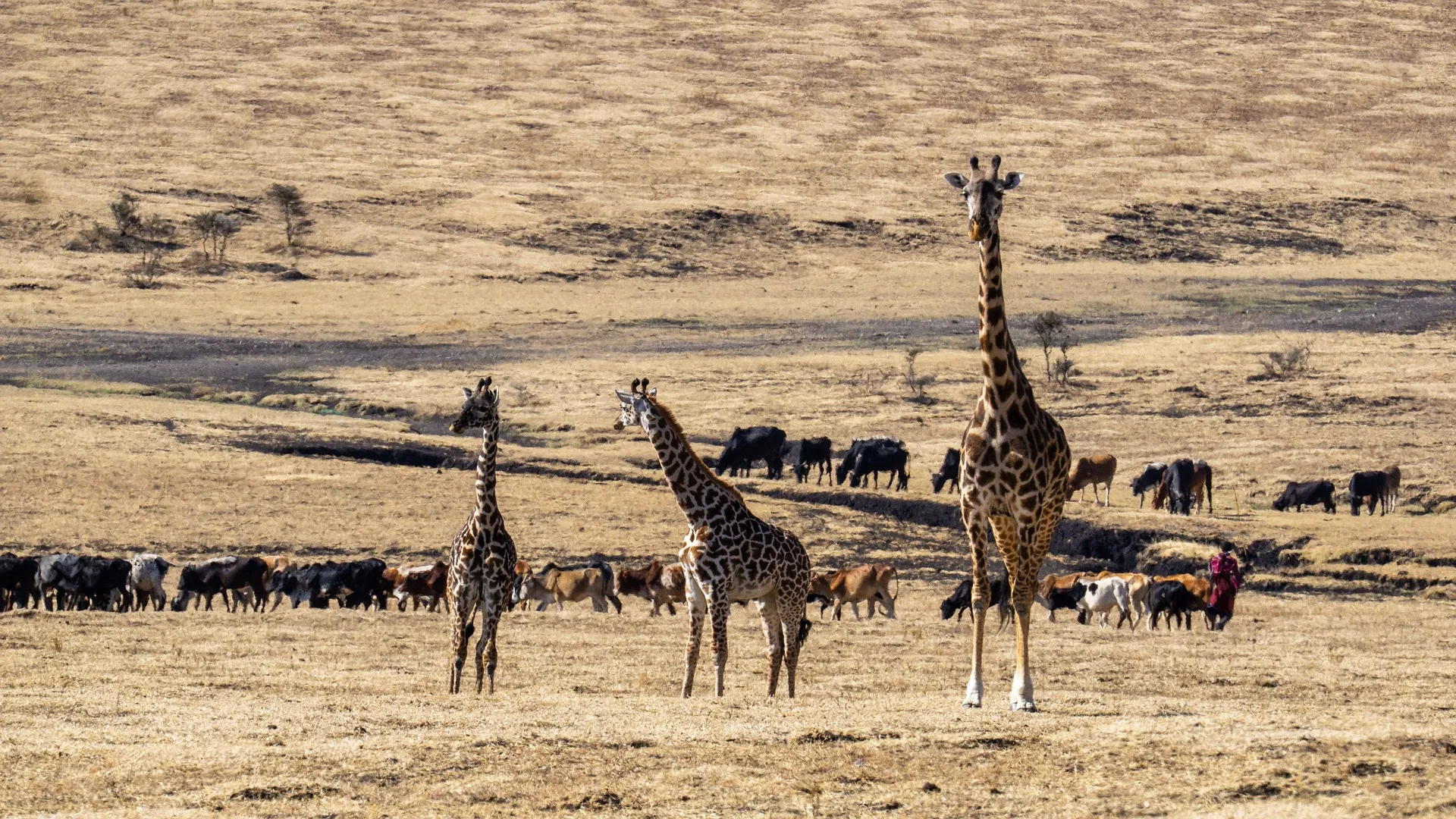 Maasai cows and giraffe