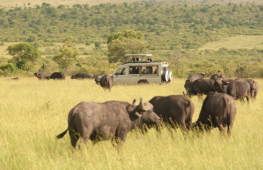 Buffalos at Masai Mara