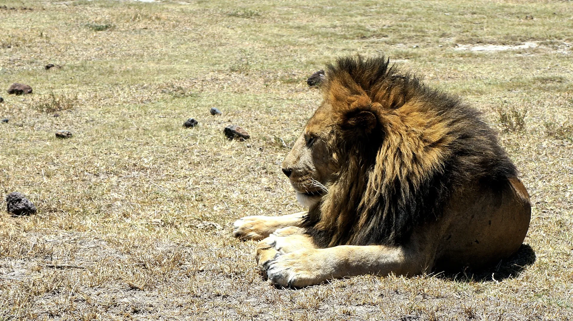 Lion at the jungle resting