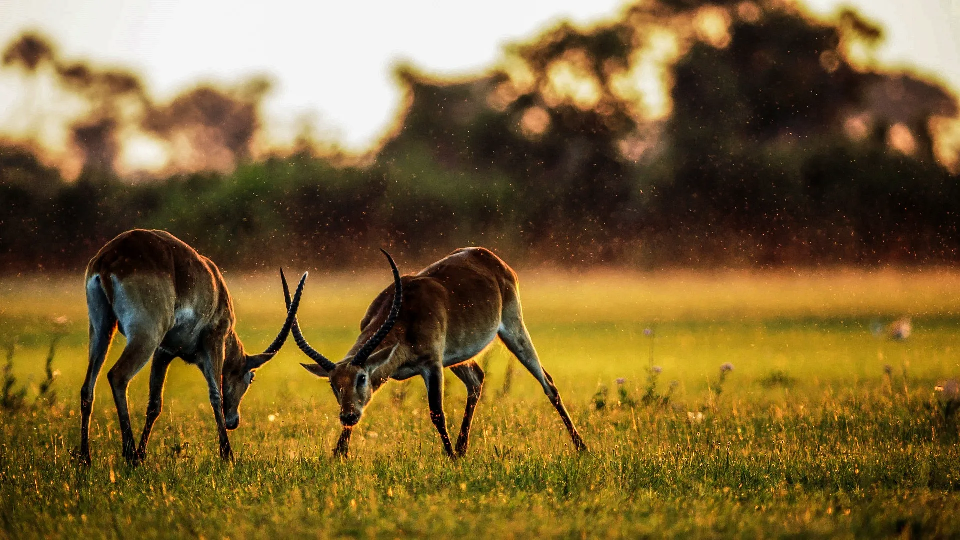 pair of antelopes fighting