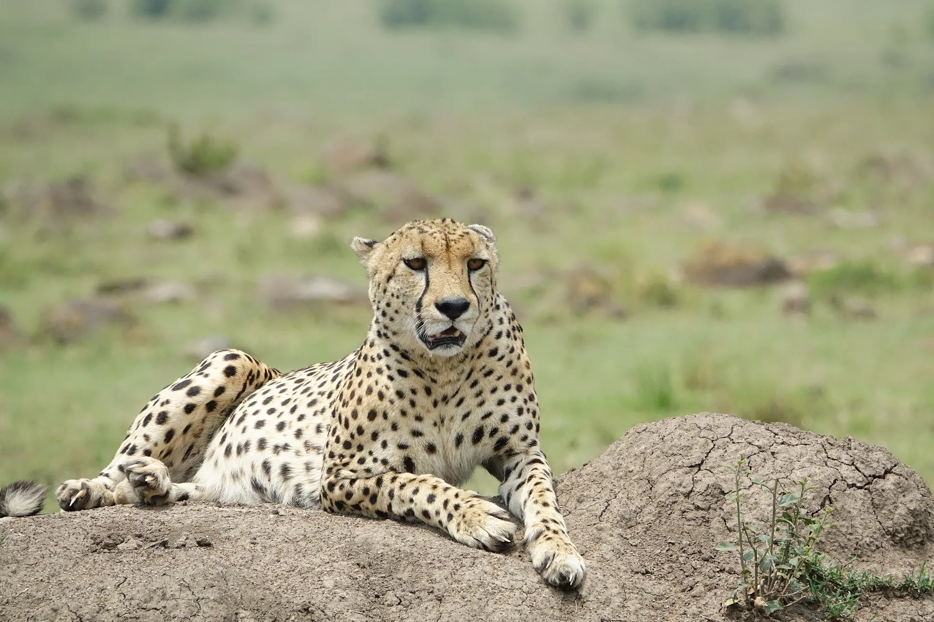 masai mara national park cheetah