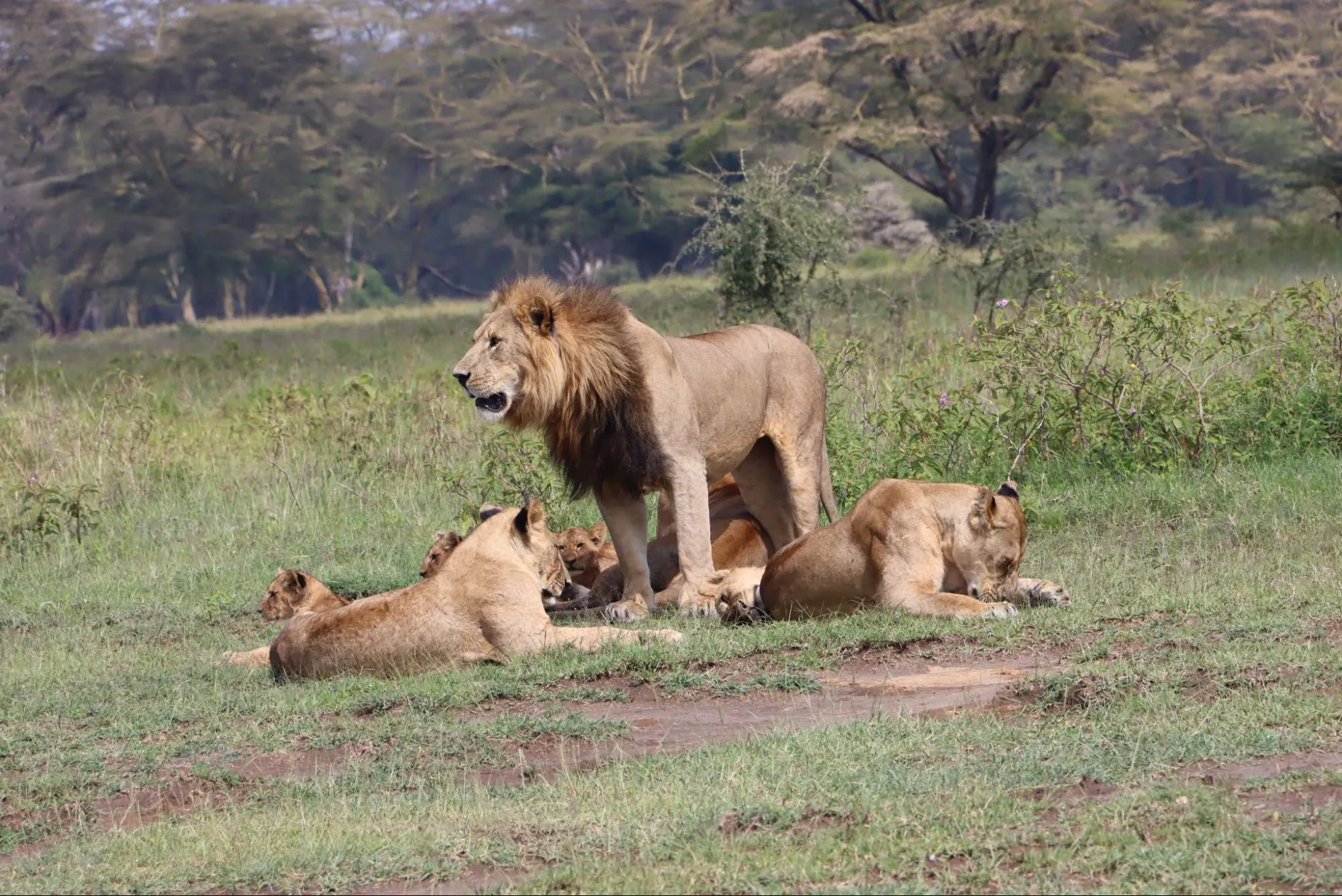 Lions resting in the reserve