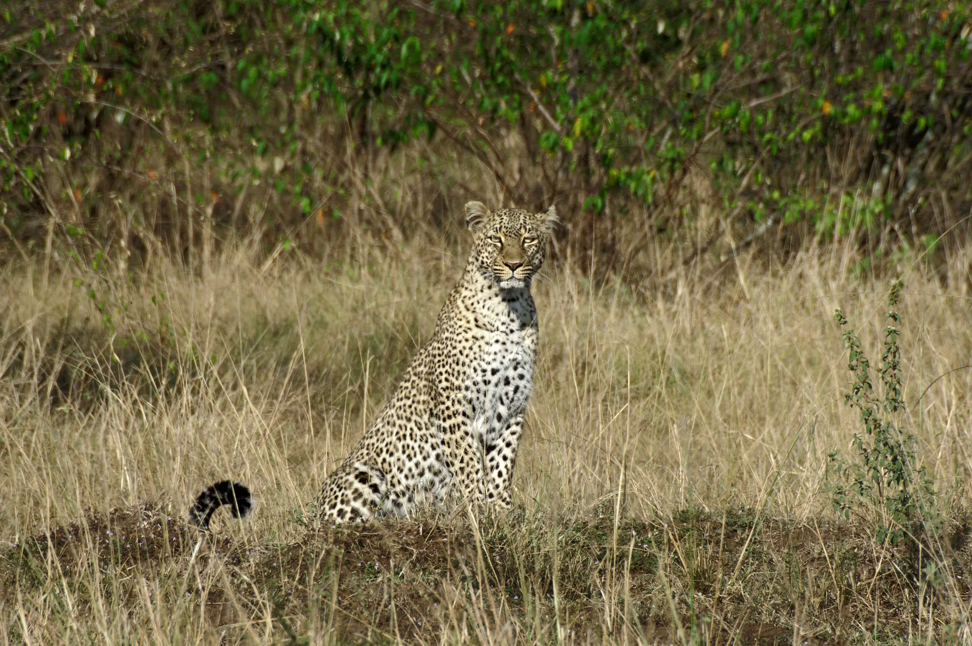 A leopard at Masai Mara ready to hunt